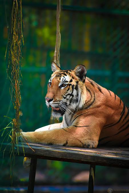 Royal Bengal Tiger resting in the Sundarbans